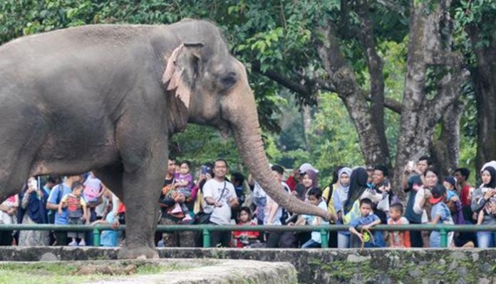 Libur Lebaran, Ratusan Ribu Warga Kunjungi Taman Margasatwa Ragunan