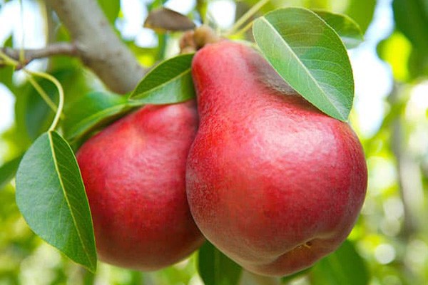 TernyatTernyata Ada Khasiat Lain dari Buah Pira Ada Khasiat Lain dari Buah Pir