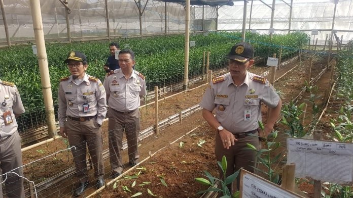Terdeteksi Virus Berbahaya, Kementan Musnahkan Ribuan Bibit Bunga Lili Asal Belanda