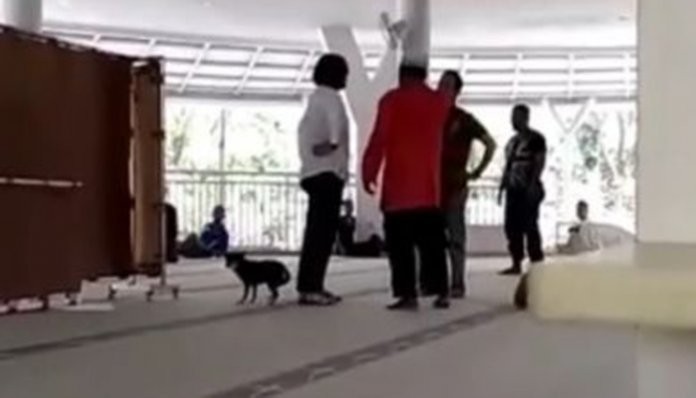 MUI Yakin Perempuan Bawa Anjing ke Masjid Kondisinya Nggak Waras