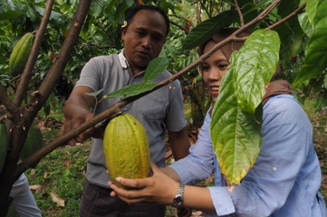 Meski Tak Gampang, Buah Kakao Bali Tembus Pasar Internasional