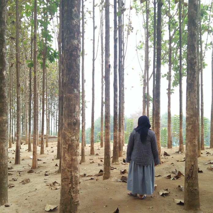 Wisata Kebun Jati Buat Pengunjung Terpesona