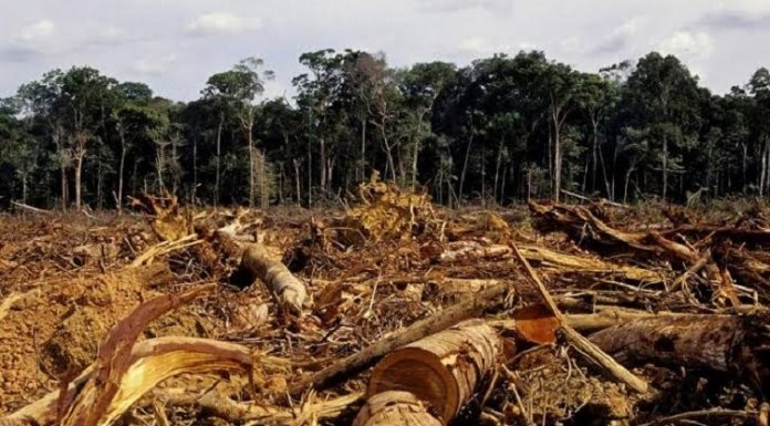 Pemerintah Diminta Tindak Tegas Pelaku Perusak Hutan