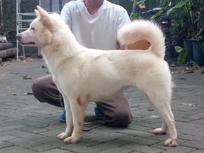 Anjing Kintamani Diakui Jadi Ras Dunia