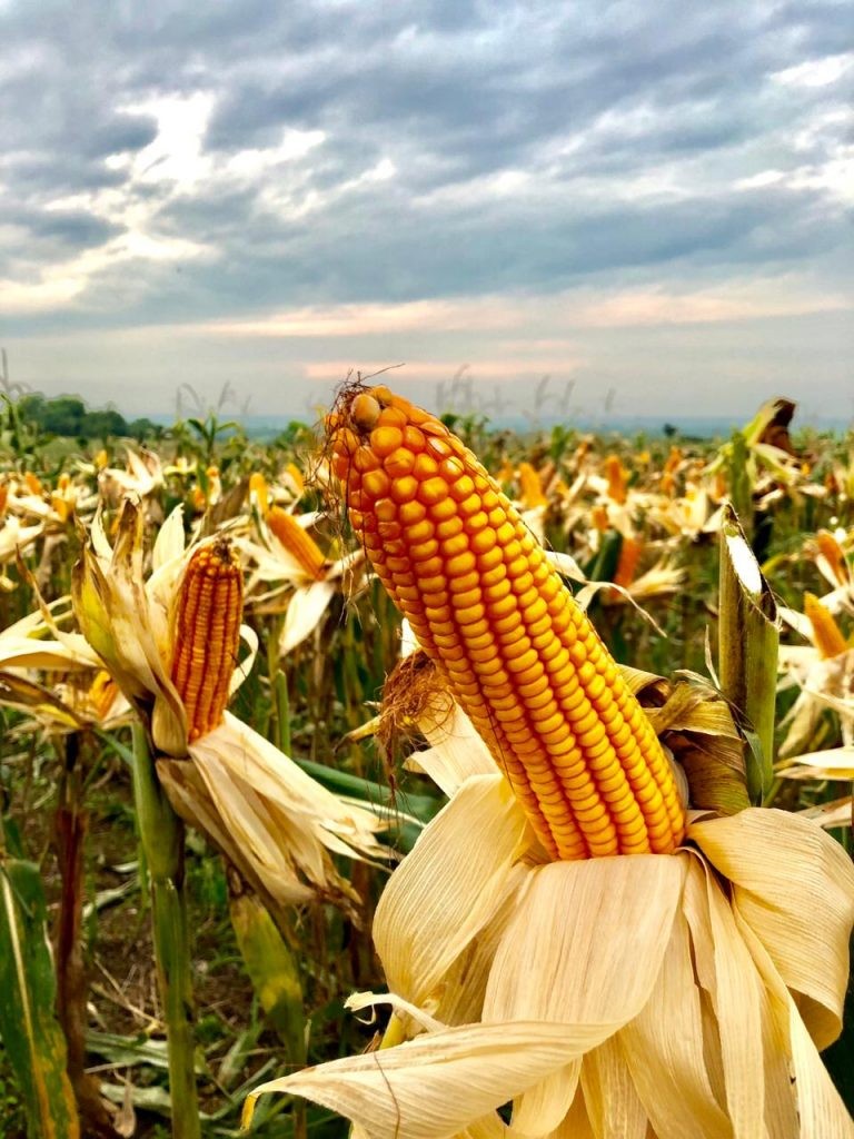 Kementan Tegaskan Produksi Jagung Mencukupi Kebutuhan Pakan Ternak Seluruh Daerah