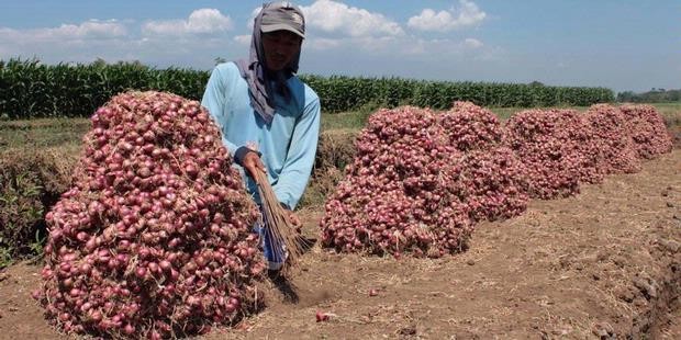 Bibit Bawang Brebes Tak Cocok di Sumbar