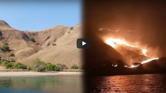 Ini Penyebab Kebakaran 10 Hektar Padang Rumput Di Pulau Komodo