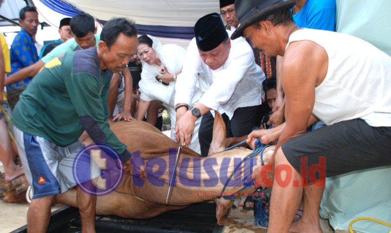 BTN Berbagi Hewan Qurban 1.337 Sapi Dan Kambing