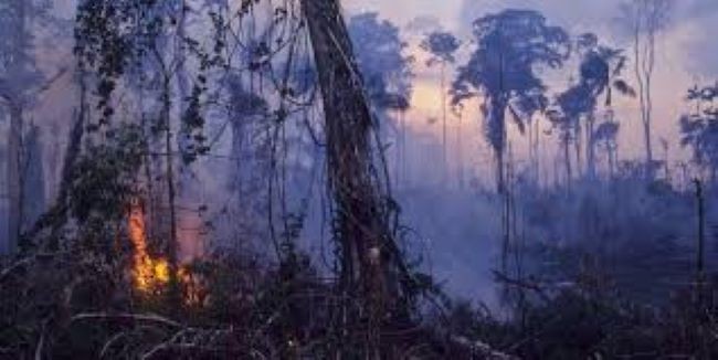 Disumbang 20 Juta Dolar Untuk Kebakaran Amazon, Presiden Bolivia : Kekecilan