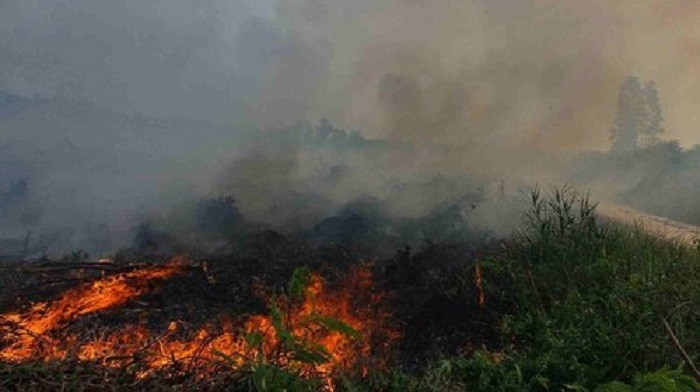 Komentar Tokoh Melayu Soal Karhutla dan Kabut Asap Riau