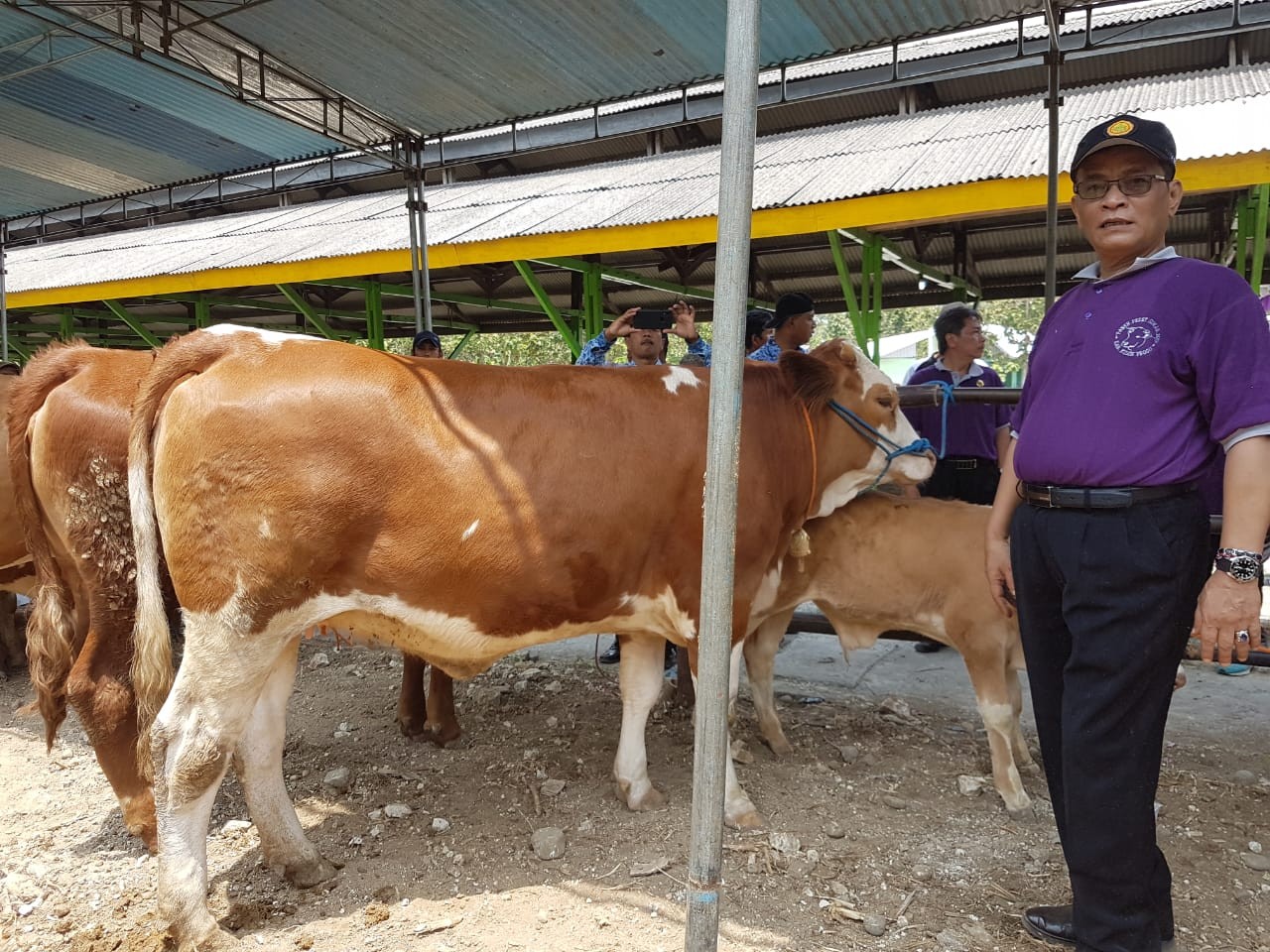 Kementan Optimis Target Swasembada Daging Sapi 2026 Tercapai