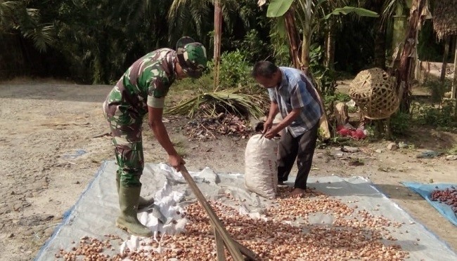 Satgas TMMD Bantu Petani Pinang di Pispis Kampung