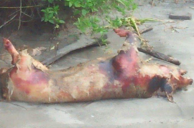 Ratusan Bangkai Babi Hanyut Di Sungai, Awas Virus Hog Cholera