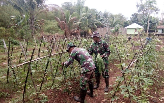 Prajurit TNI ‘Sulap’ Lahan Kosong Jadi Kebun Sayur