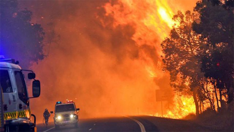 Kebakaran Hutan, Dua Orang Ditemukan Meninggal dan 100 Rumah Ludes