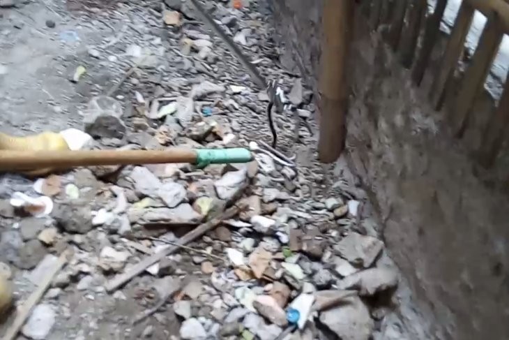 Petugas Damkar Cakung Evakuasi Sembilan Ular Kobra