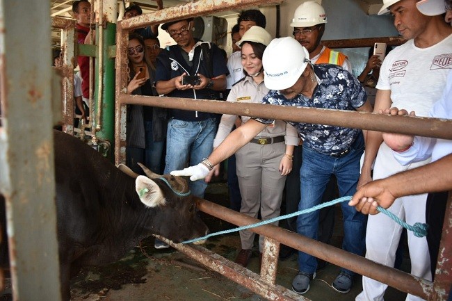 Kementan Dan Pemda NTT Komitmen Perkuat Gratieks Komoditas Peternakan