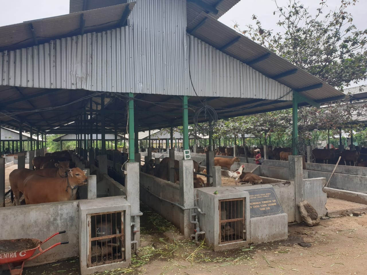 Kementan Optimis Swasembada Daging Sapi Pada 2026 Terwujud