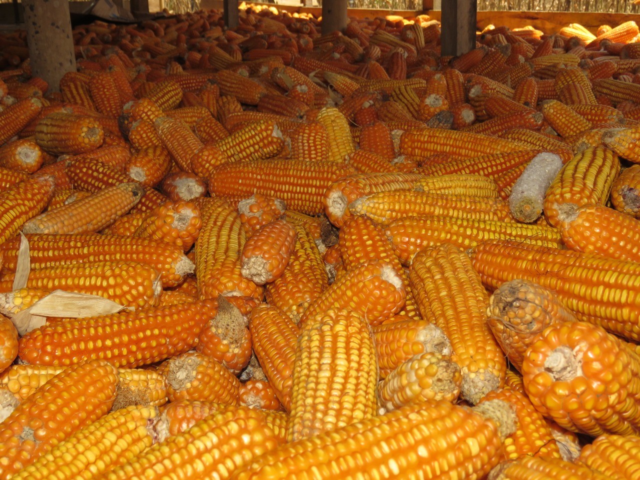 Pasokan Jagung Untuk Pakan Awal Tahun Dipastikan Aman