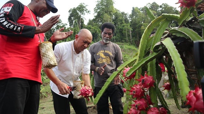Pemerintah Bakal Kembangkan Buah Naga Di Raja Ampat  Jadi Produk Unggulan 