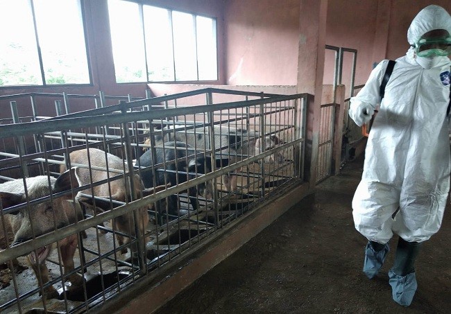 Cegah Penyebaran, Kementan Petakan Kasus Kematian Babi Di NTT
