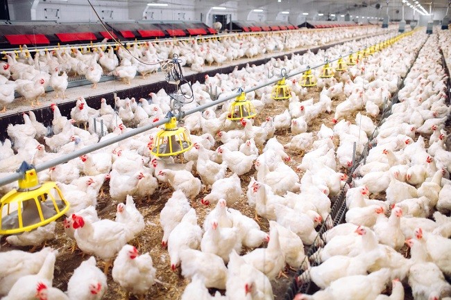 Anggaran Ayam Rp 770 Ribu Per Ekor, Ini Klarifikasi Dirjen PKH
