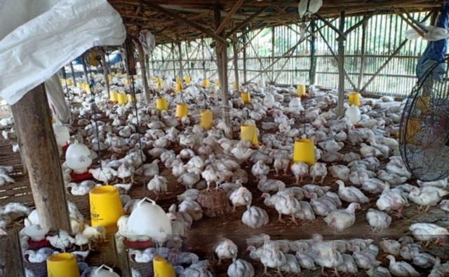 Peternak Mandiri Apresiasi Langkah Pembelian Ayam Hidup Di 6 Propinsi