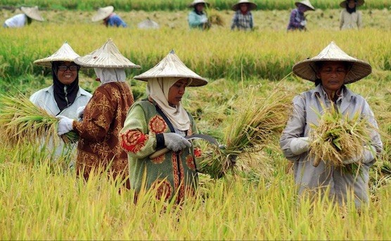 BMI Sebut Pemerintah Sepertinya Perangi Petani