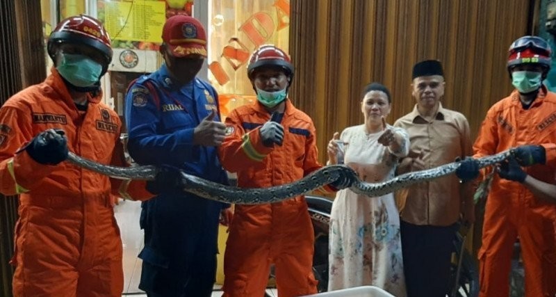 Seekor Ular Sanca 3,5 Meter Dievakuasi dari Balik Keramik Lantai Rumah Warga