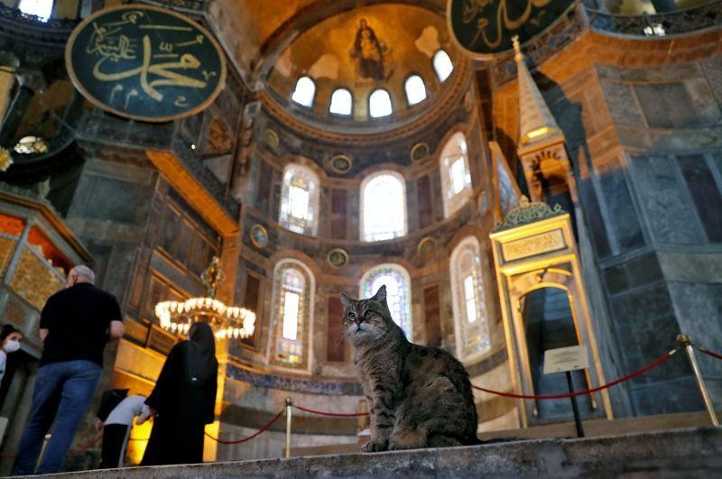 Hagia Sophia Jadi Masjid, Kucing Ini Jadi Perbincangan