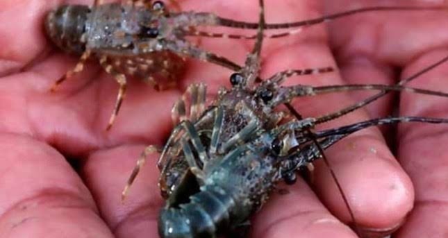 300 Box Benih Lobster Mau Diekspor, Susi : Masih Adakah Kewarasan Akal