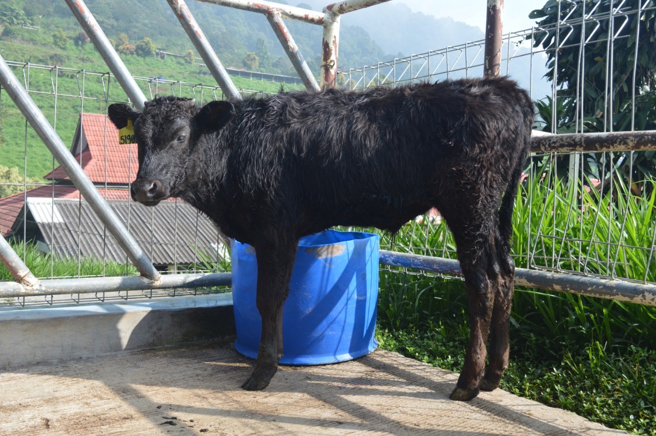 Kementan Harap Sapi Wagyu Bisa Penuhi Kebutuhan Daging Di Indonesia