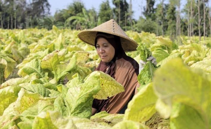 Amin Ak: Kenaikan Cukai Rokok Harus Sejahterakan Petani Tembakau