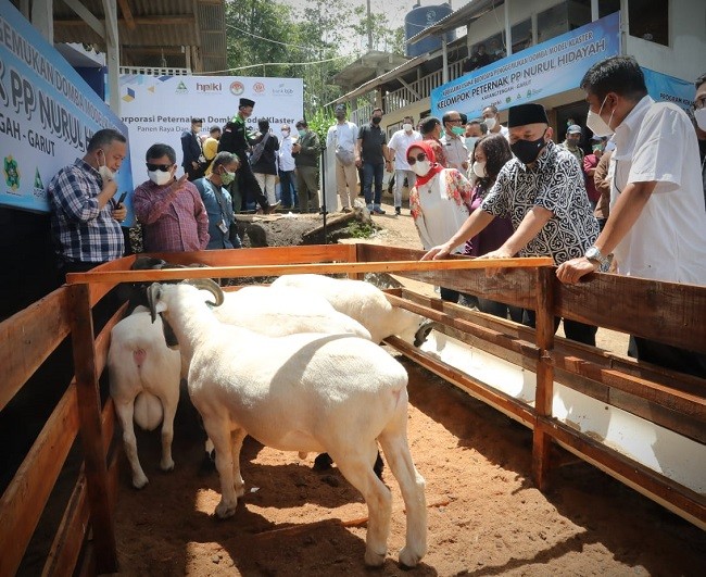 Kemenkop Dukung Inovasi Korporatisasi Peternak Domba di Garut, Ini Keuntungannya