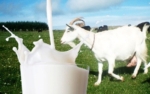 Wow... Ternyata Susu Kambing Bermanfaat Untuk Tubuh