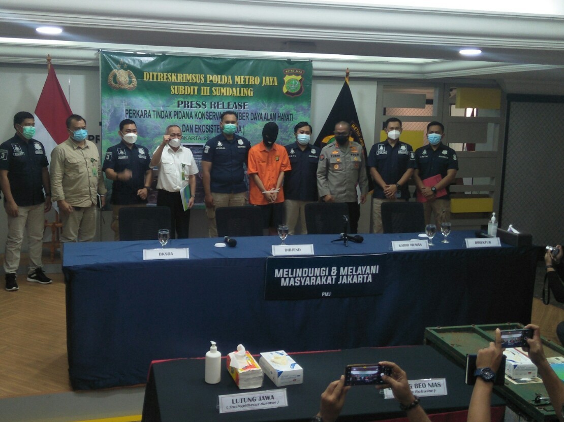 Pelaku Penjual Hewan Endemik Ditangkap, Bayi Orangutan dan Lutung Disita