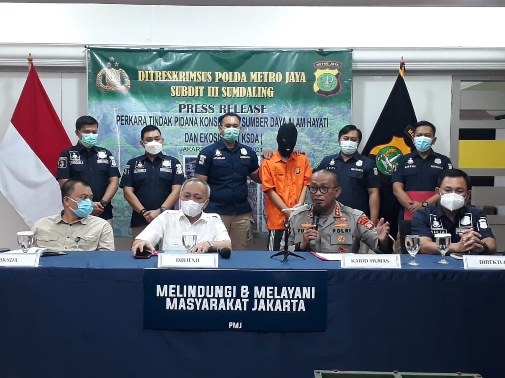 Sisi Kejam Penjualan Bayi Orangutan, Induk Dibunuh Anak Dirampas