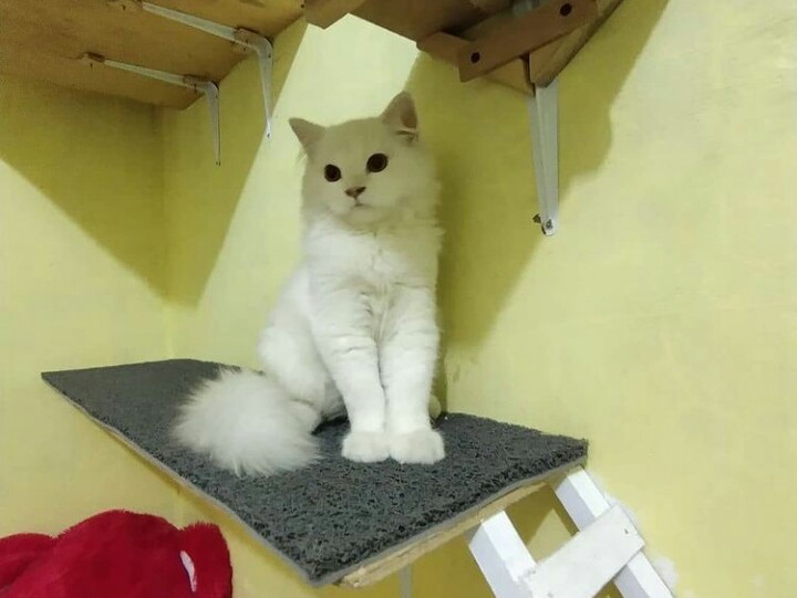 Hendak Rebus Kucing, Satu Perempuan di Kalideres Ditangkap Polisi