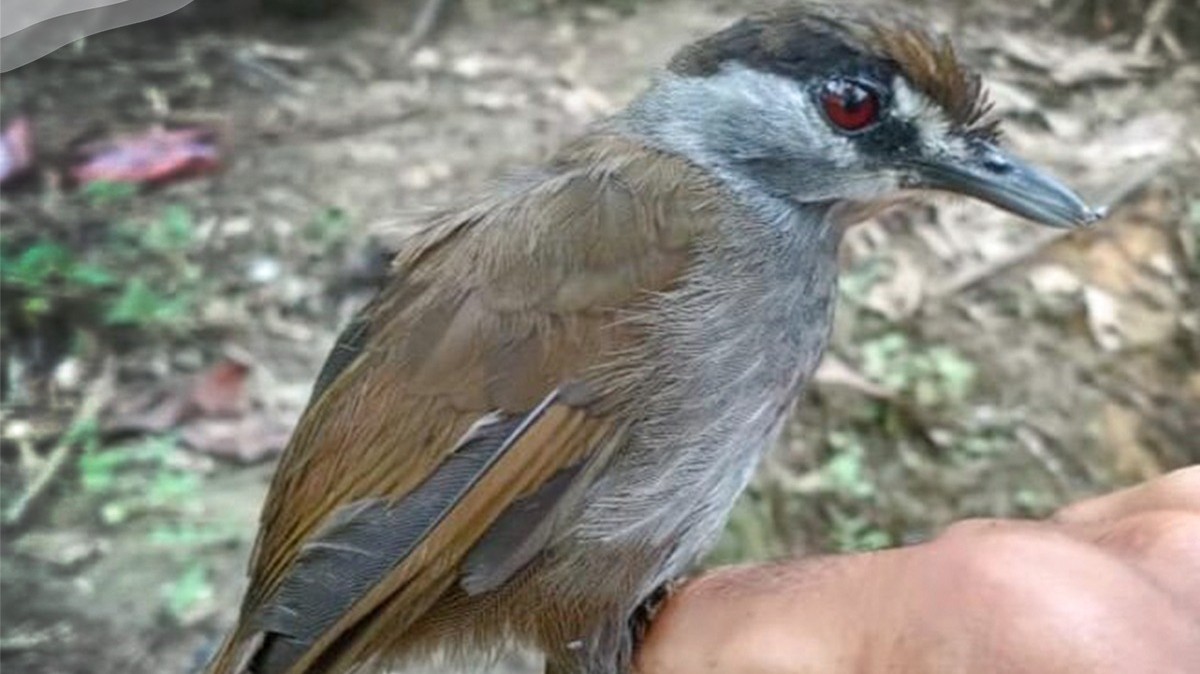 Burung Pelanduk Yang Punah 172 Tahun, Ditemukan Lagi di Kalsel