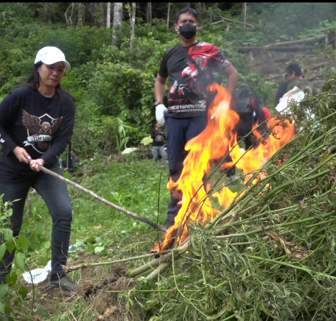 Polres Jakbar Temukan Belasan Hektar Ladang Ganja di Mandailing Natal, Langsung Dibakar
