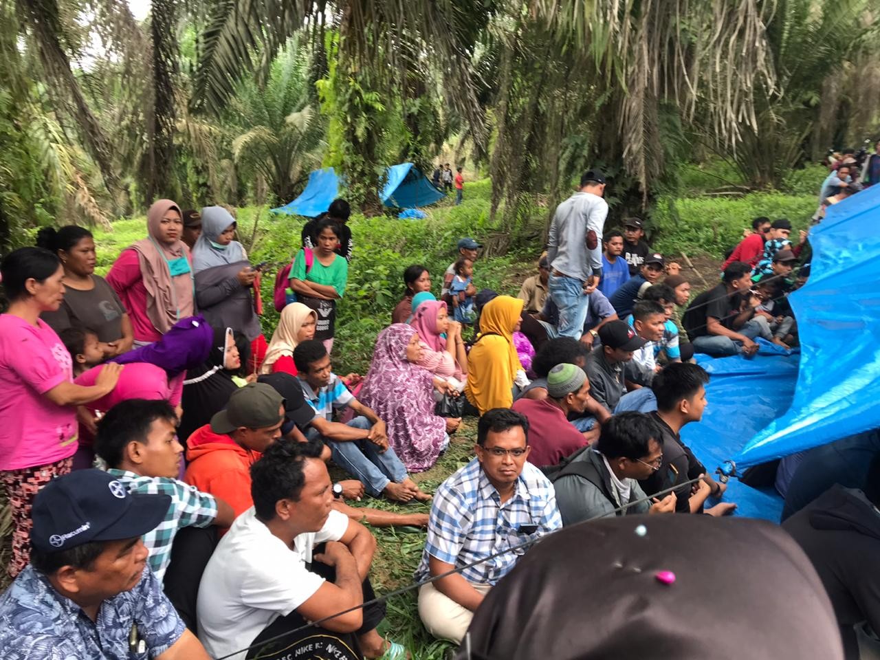 Istana Minta Panglima TNI dan Kapolri Lindungi Petani Sawit Gondai
