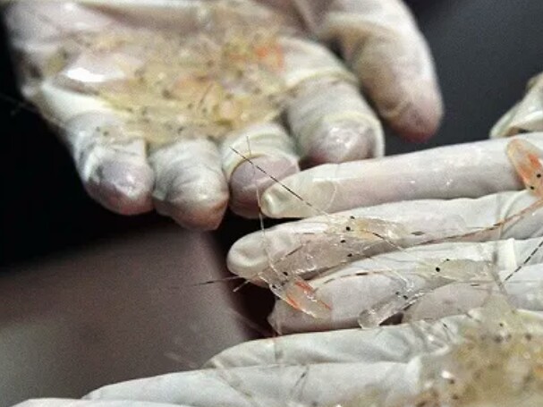 Bareskrim Gagalkan Penyeludupan Satu Mobil Penuh Benih Lobster di Cilegon