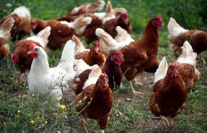 Kementan Pastikan Terus Jaga  Stabilisasi Perunggasan