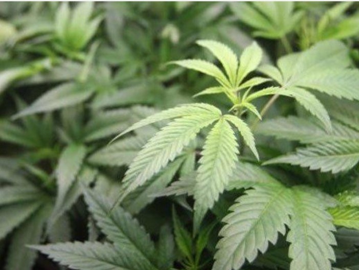 Ratusan Pohon Ganja Hidroponik Disita dari Sebuah Rumah di Brebes