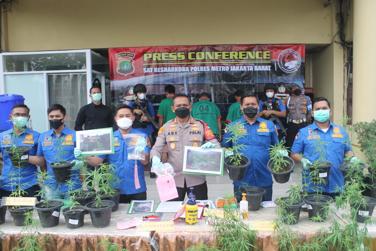 Polisi Sebut Ganja Hidroponik Asal Brebes Hanya Untuk Konsumsi Pribadi
