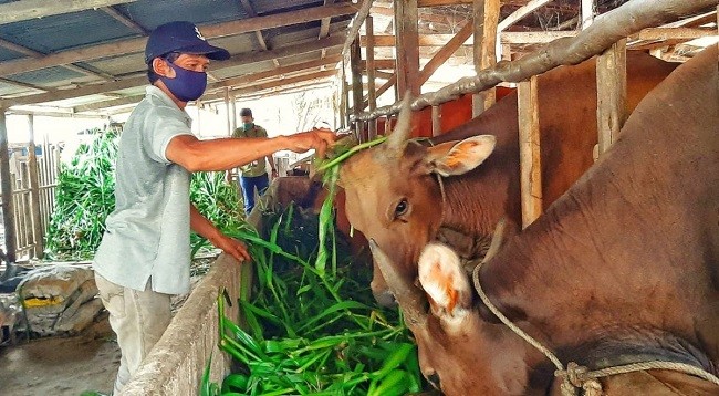 Indonesia-Australia Tingkatkan Kerjasama Sektor Peternakan dan Kesehatan Hewan 