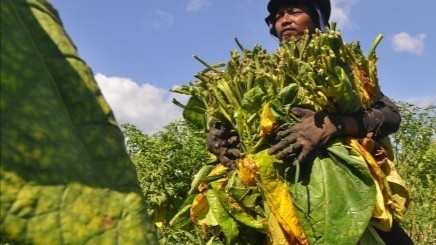 Tolak Revisi PP/2012, Gapero Ingatkan Kemenkes Jangan Sampai Petani dan Pekerja Menambah Daftar Pengangguran