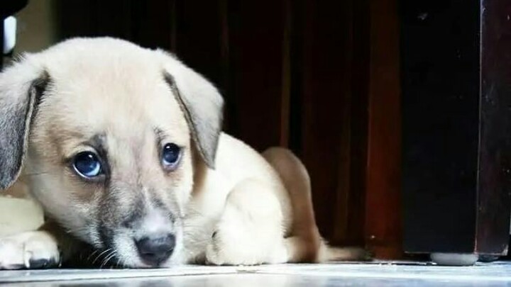 Gegara Kotoran Anjing, Pria di Cengkareng Tewas di Tangan Tetangga