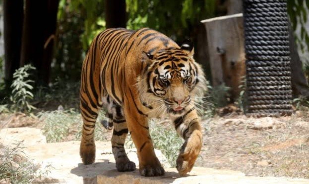 Petugas Kebersihan di Taman Safari Tewas Diterkam Harimau