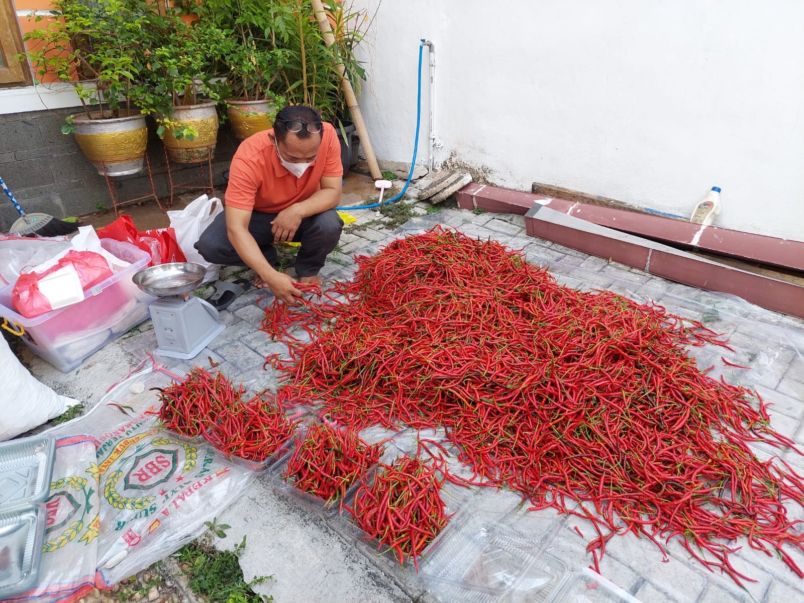 Sambut Hari Tani, PKS Borong dan Bagikan Cabe ke Masyarakat